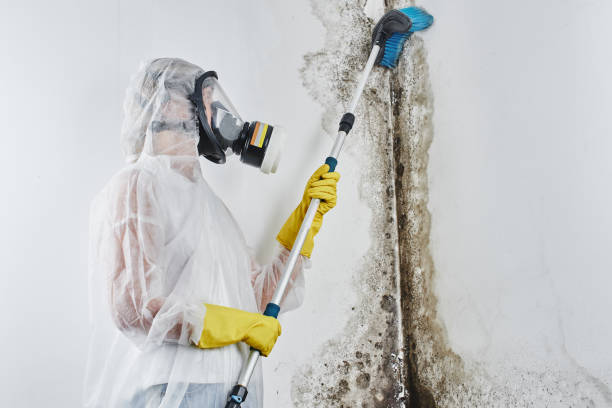 Mold Remediation for Vacation Homes in Danville, KY